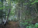 Forêt communale de Bonnétage